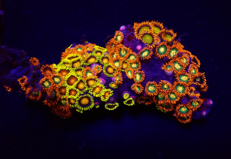 Zoanthus Spp. (Fiji-Tonga) Ml