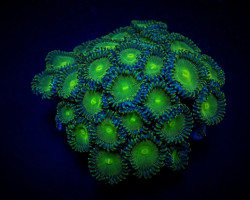 Zoanthus Spp. (Green People Eater) (Frag) M