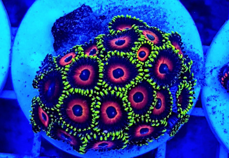 Zoanthus Watermelon (Frag) M