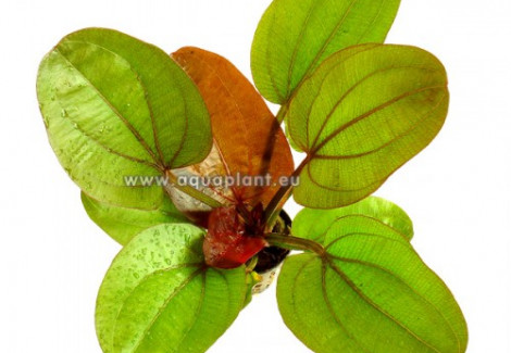 Echinodorus Reni