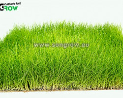 Eleocharis Parvula (Previously: E. Acicularis)  20 X 15 Cm