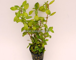 Ludwigia Parigata