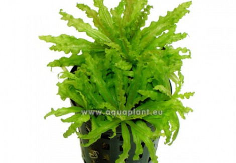 Pogostemon Helferi