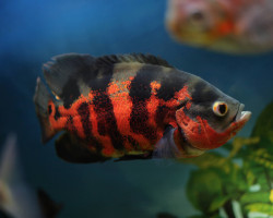 Astronotus Ocellatus Red Tiger 6-8
