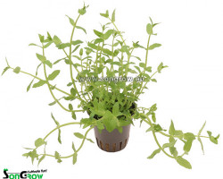 Gratiola Viscidula