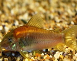 Cor. Aeneus Peru Gold-Stripe L