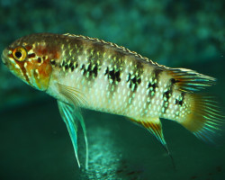 Ivanacara Adoketa S/M
