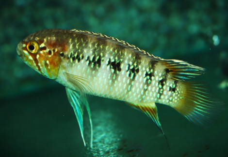 Ivanacara Adoketa Xl