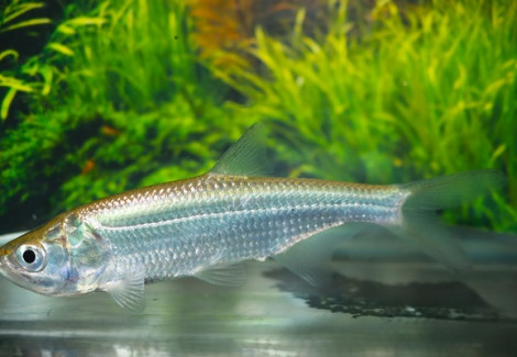 Megalops Atlanticus S