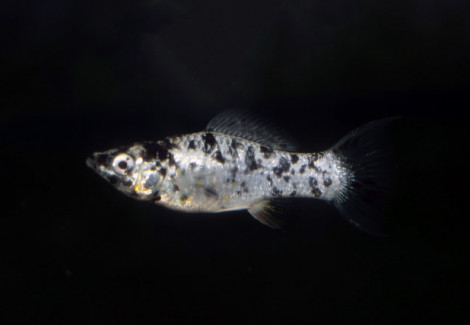 Poecilia Velifera Dalmatian Longfin M