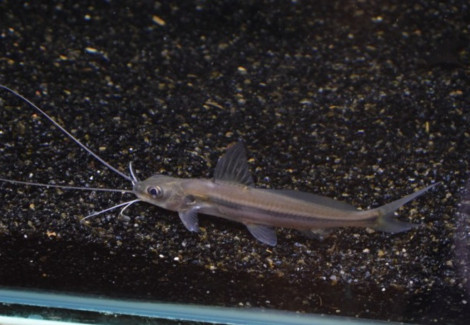 Mystus Cavasius M