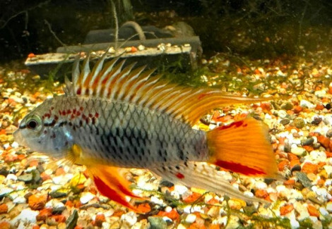 Apistogramma Sp.  D33 M
