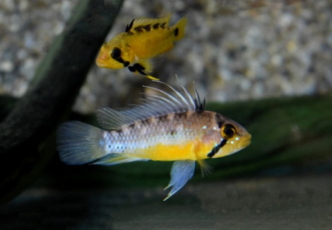 Apistogramma Atahualpa M