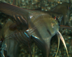 Pterophyllum Cf. Scalare Brazil M