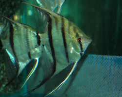 P. Scalare Sp. Surinam Red Spotted M