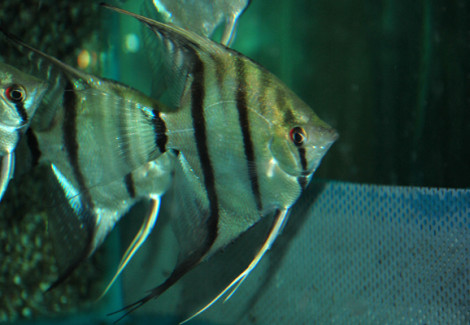 P. Scalare Sp. Surinam Red Spotted M