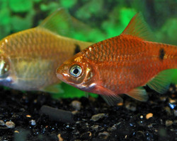 Puntius Conchoniusneon M