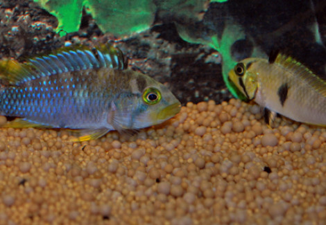 Apistogramma Pandurini L