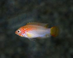 Apistogramma Viejita Gold/Red M