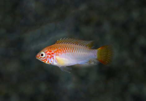 Apistogramma Viejita Gold/Red M