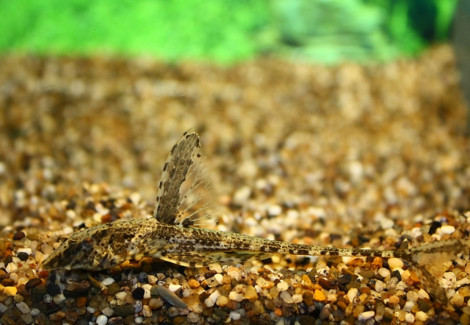 Rineloricaria Lanceolata M/L