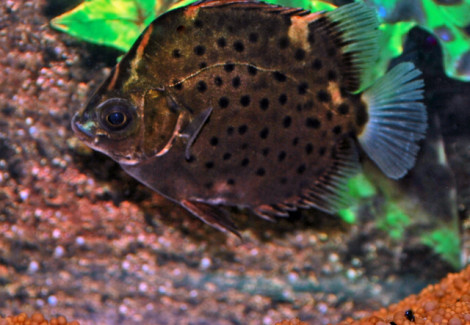 Scatophagus Argus Red  M/L
