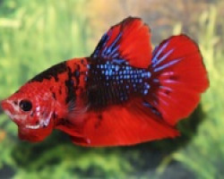 Betta Sp. Plakat Fancy Male Xl