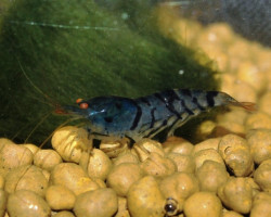 Caridina.Cf.Cantonensis Tiger Blue
