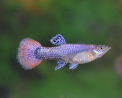 Guppytuxedo Pink Female M