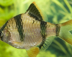 Puntigrus Tetrazona L