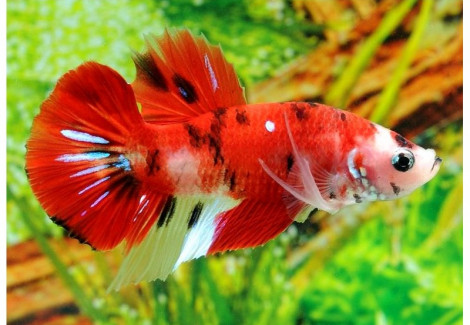 Betta Maschio Plakat Koi L