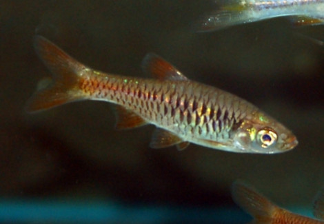 Rasbora Vulcanus L
