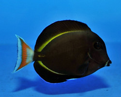 Acanthurus Achilles X Nigricans (Hybrid) Ml