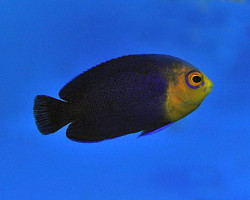 Centropyge Argi M
