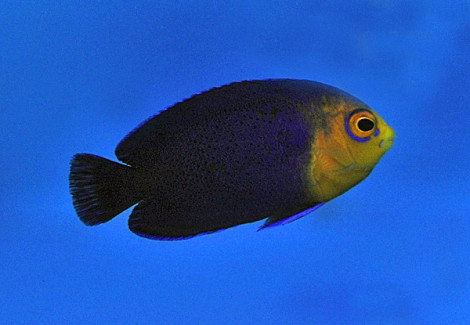 Centropyge Argi M