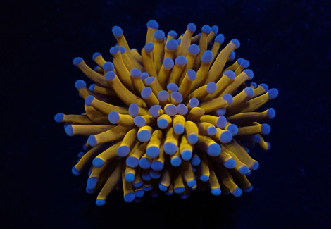 Euphyllia Cristata (Gold Torch) (1 Hd.) S