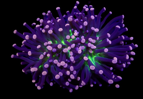 Euphyllia Cristata (Joker) (P/H) Xs