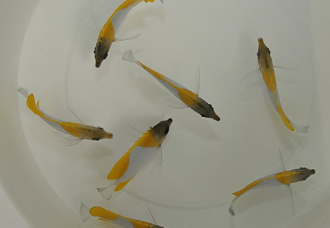 Hemitaurichthys Polylepis Ml