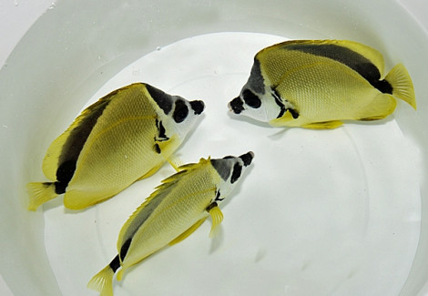Johnrandallia Nigrirostris Ml