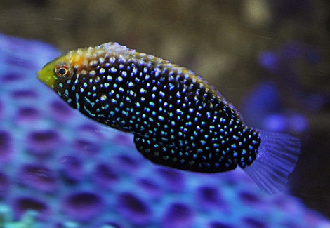 Macropharyngodon Cyanoguttatus M