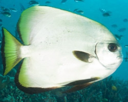 Platax Boersii Ml
