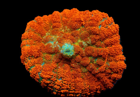 Rhodactis Spp. (Orange) (Ultra) (1 Ear) M