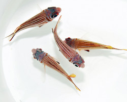 Sargocentron Diadema S