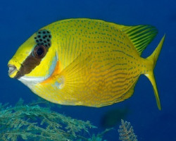 Siganus Puellus S