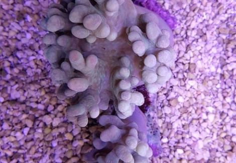 Sinnularia Spp. (Frag) M