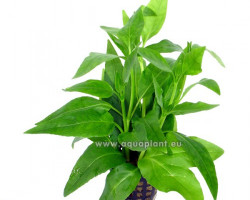 Gymnocoronis Green