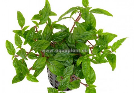 Staurogyne Repens