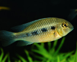 Crenicara Punctulatum L