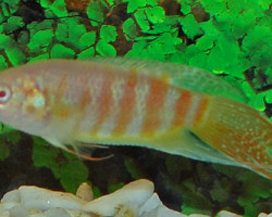 Macropodus Opercularis Albino M