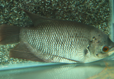 Osphronemus Goramy Gold L (12Cm)